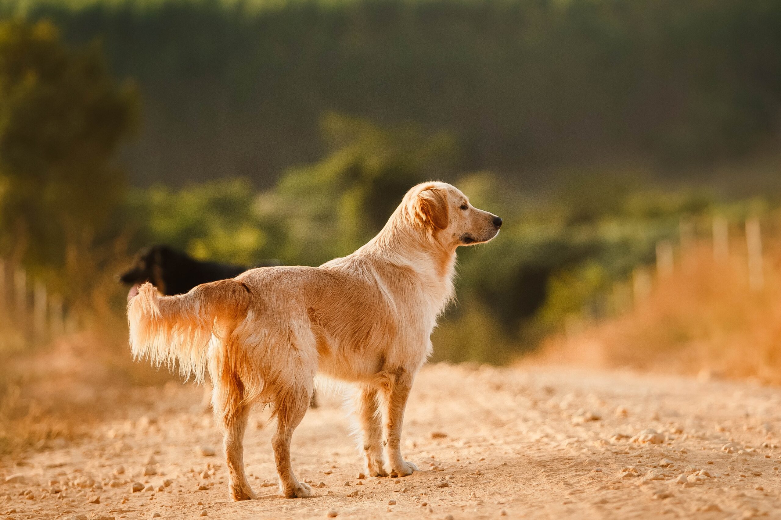 Golden Newfie