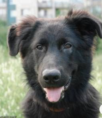 Newfoundland German shepherd Mix