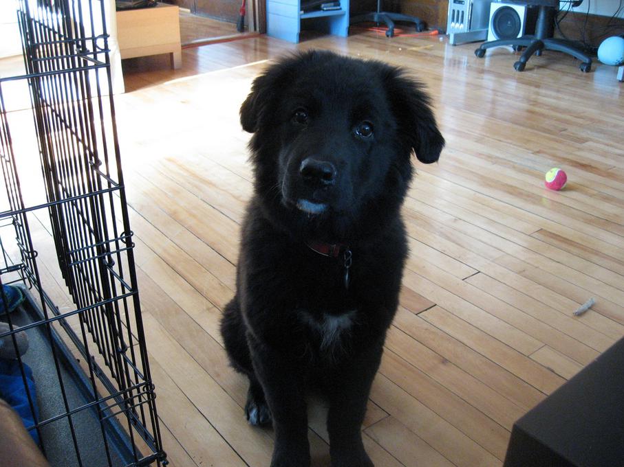 Newfoundland German shepherd Mix