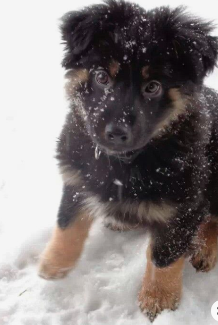 Newfoundland German shepherd Mix