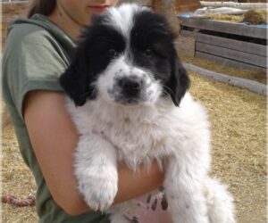 Newfoundland Great Pyrenees Mix