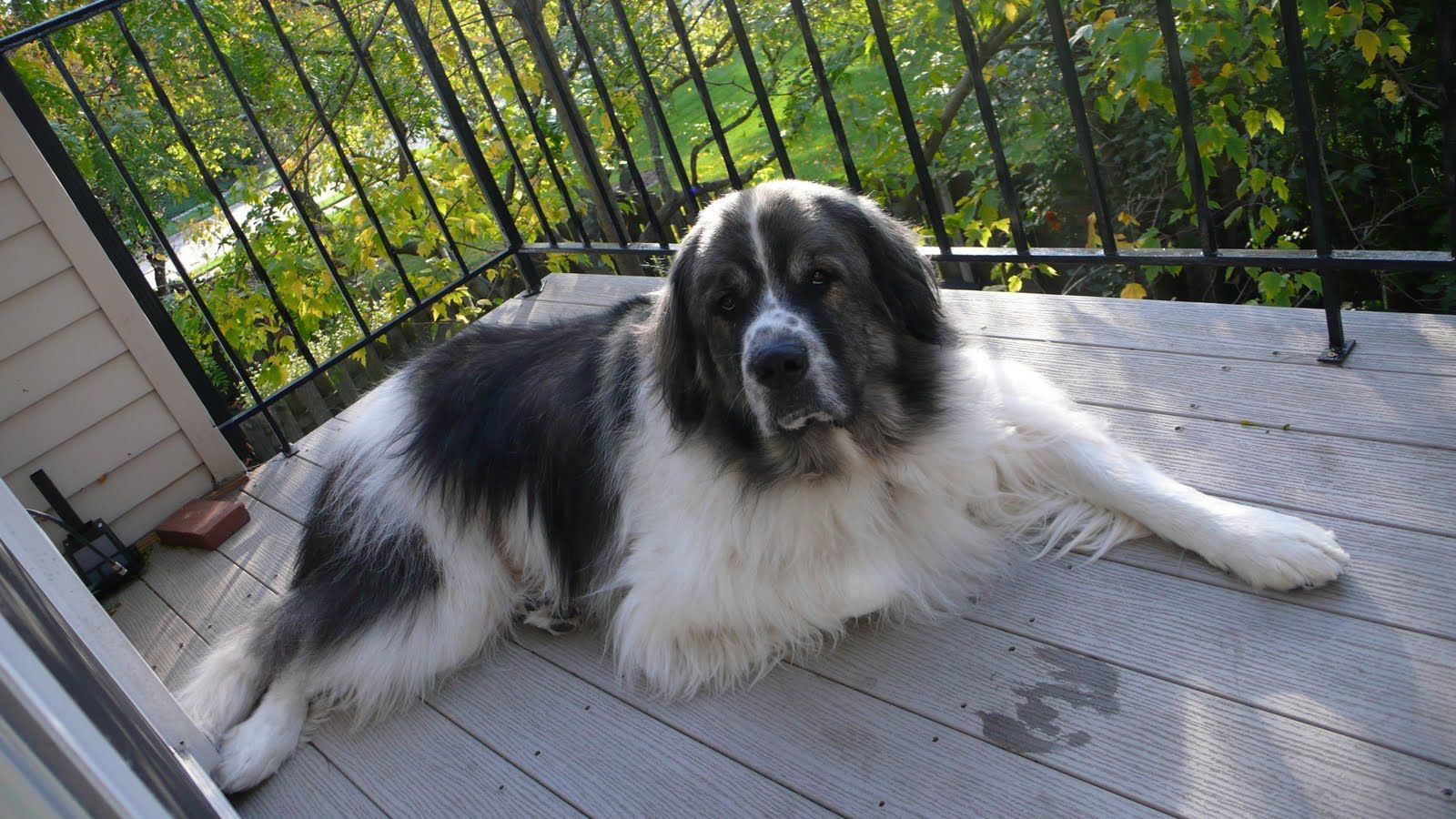 Newfoundland Great Pyrenees Mix