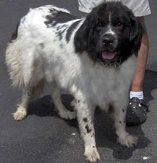 Newfoundland Great Pyrenees Mix