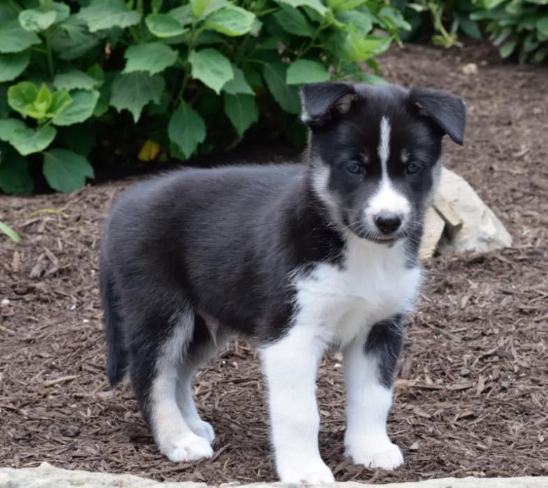 Newfoundland Husky Mix