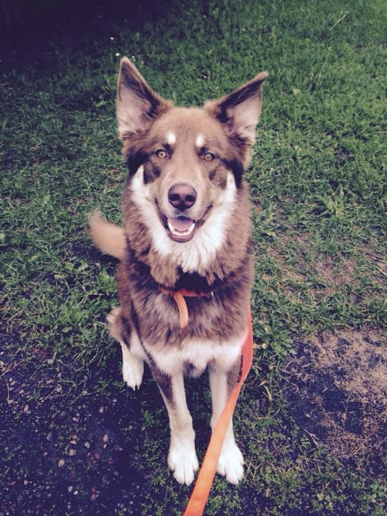 Newfoundland Husky Mix