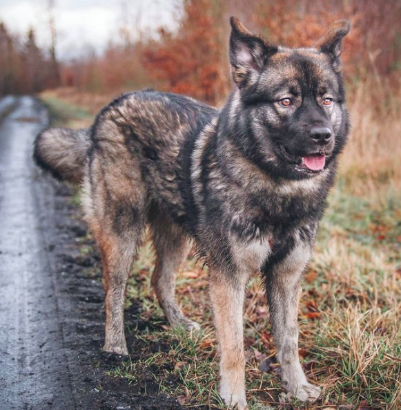 Newfoundland Husky Mix