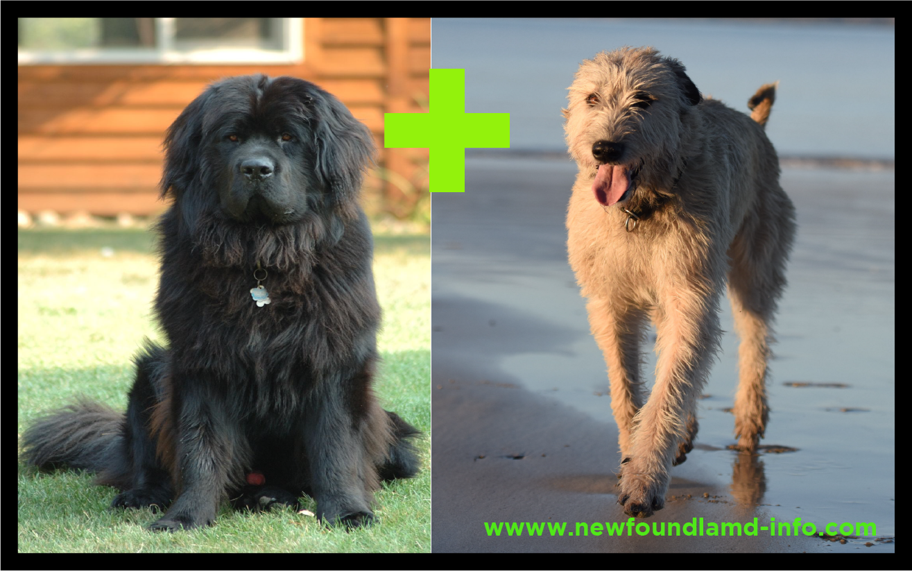 Newfoundland Irish Wolfhound mix