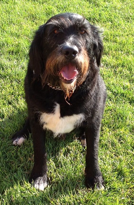 Newfoundland Irish Wolfhound mix