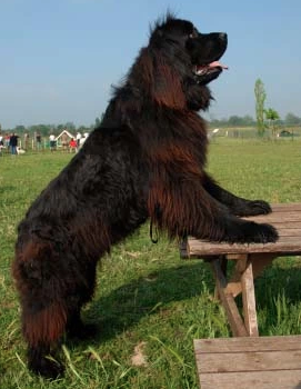 Newfoundland Irish Wolfhound mix