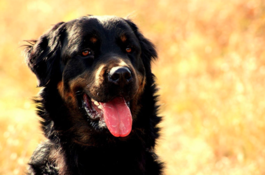 Newfoundland Rottweiler Mix