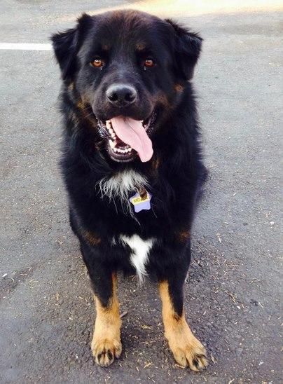 Newfoundland Rottweiler Mix