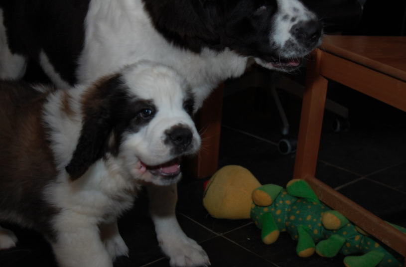 Newfoundland Saint Bernard Mix