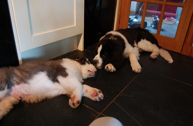 Newfoundland Saint Bernard Mix