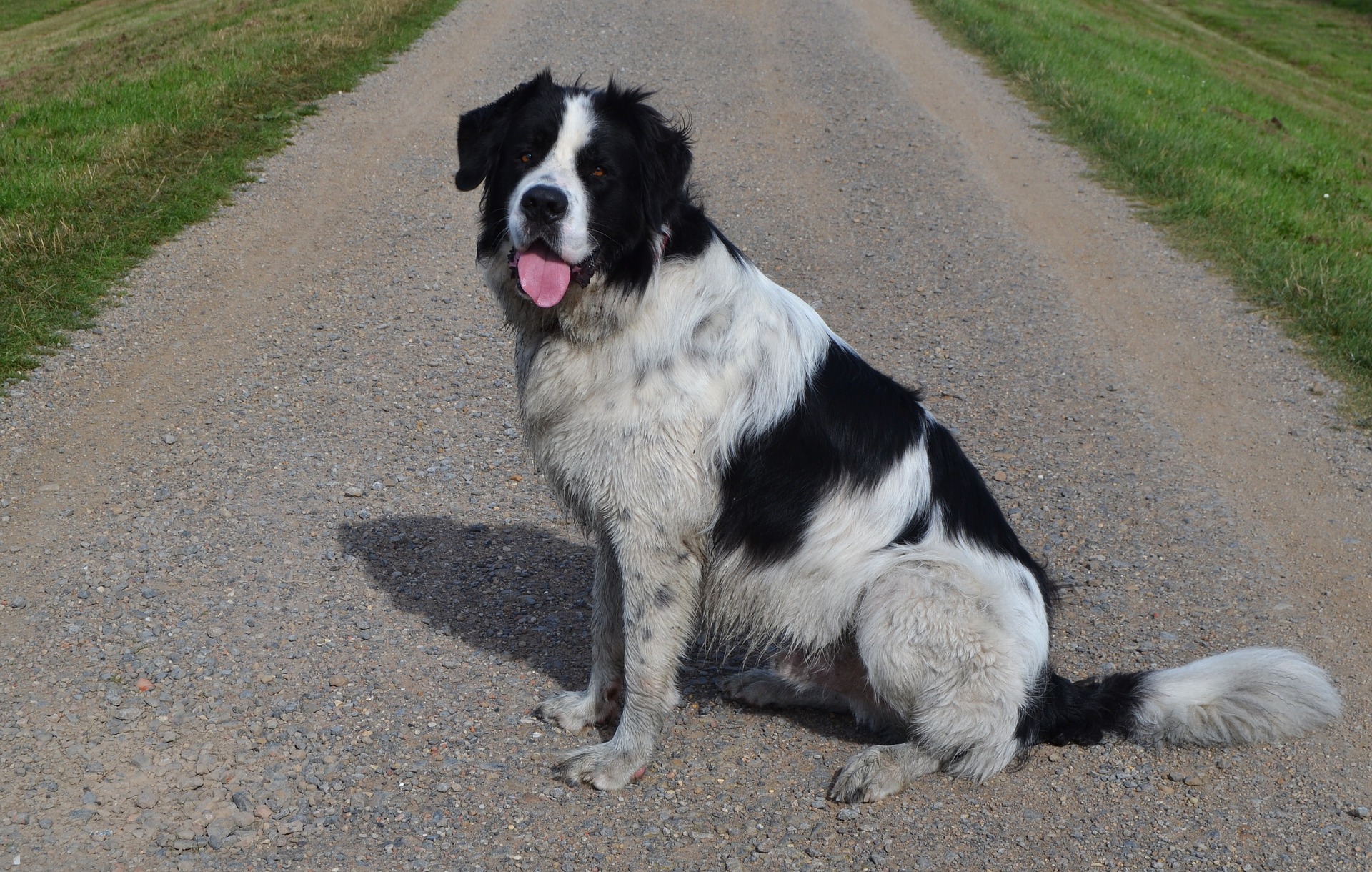 Newfoundland Saint Bernard Mix