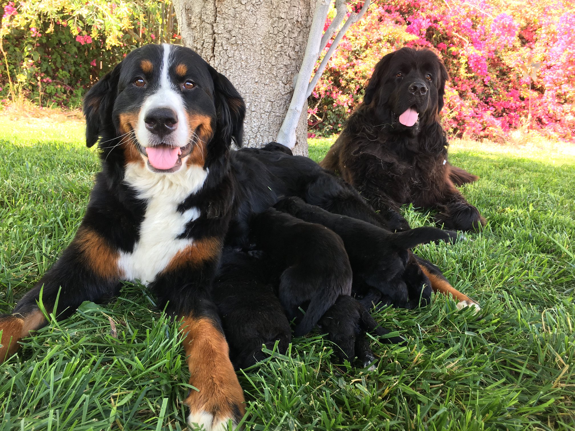 Newfoundland bernese mountain dog Mix Breed Information