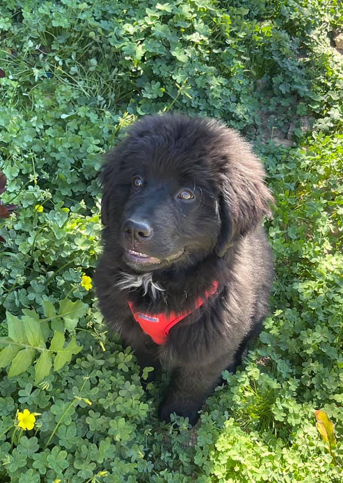 Newfoundland bernese mountain dog Mix