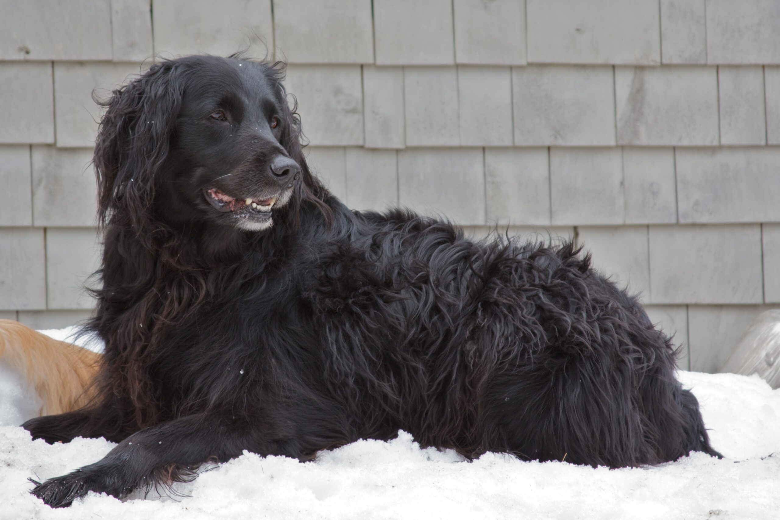 Newfoundland golden retriever Mix breed Information