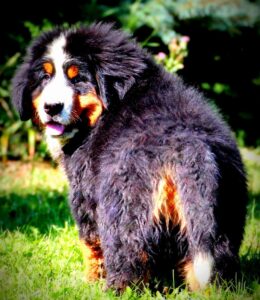 bernese mountain dog newfoundland mix puppies