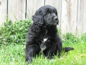 golden newfie mix