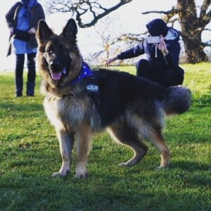 newfoundland and german shepherd mix