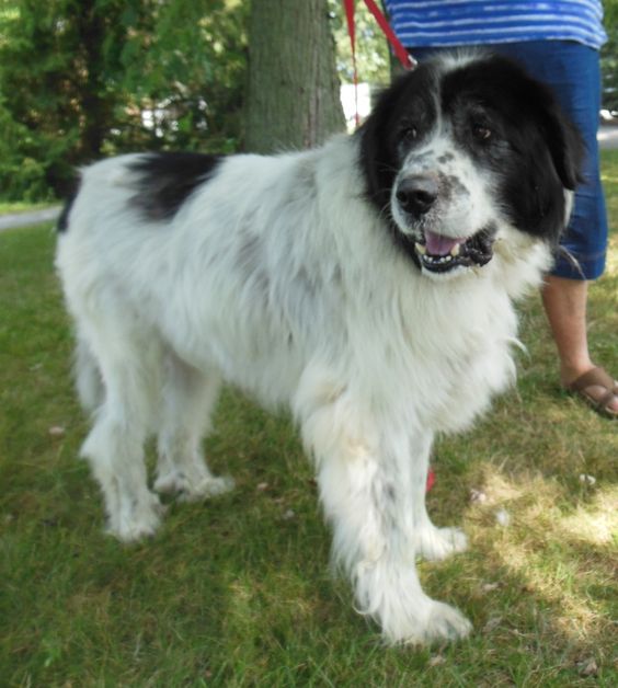 newfoundland and great pyrenees mix