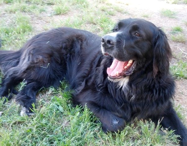 newfoundland and irish wolfhound mix