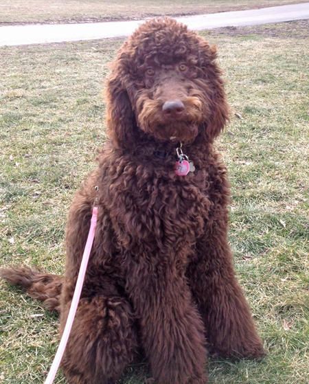 newfoundland and poodle mix