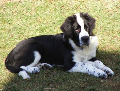 newfoundland and saint bernard mix