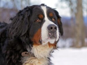 newfoundland dog bernese mountain dog mix