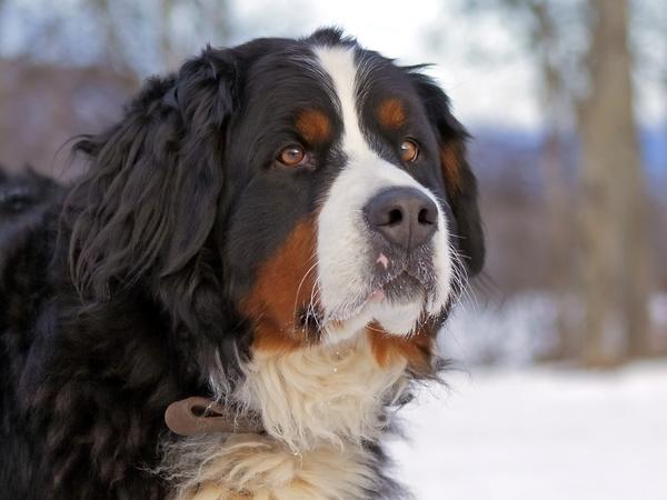 Newfoundland bernese mountain dog Mix Breed Information