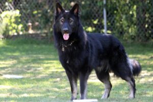 newfoundland dog german shepherd mix