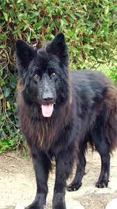 newfoundland german shepherd cross