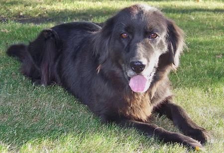 newfoundland golden retriever mix dog