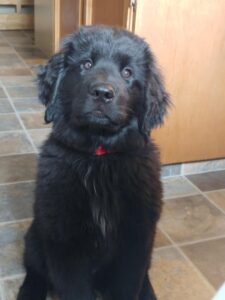 newfoundland golden retriever mix puppies