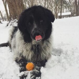 newfoundland great pyrenees mix dog