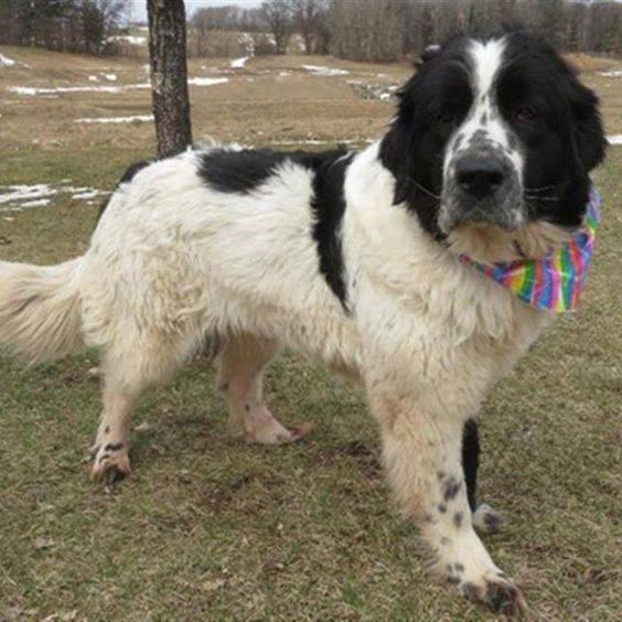 Newfoundland Great Pyrenees Mix Breed information