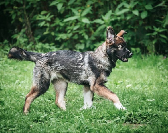 newfoundland husky cross