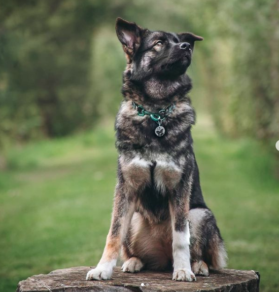 newfoundland husky mix for sale