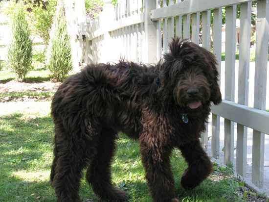 newfoundland poodle cross puppies