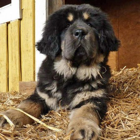 newfoundland rottweiler dog