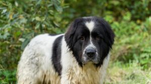 newfoundland saint bernard mix puppies for sale