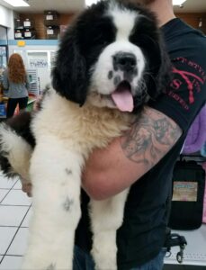 saint bernewfie breeders