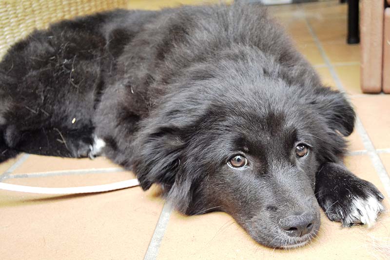 Newfoundland Border Collie Mix