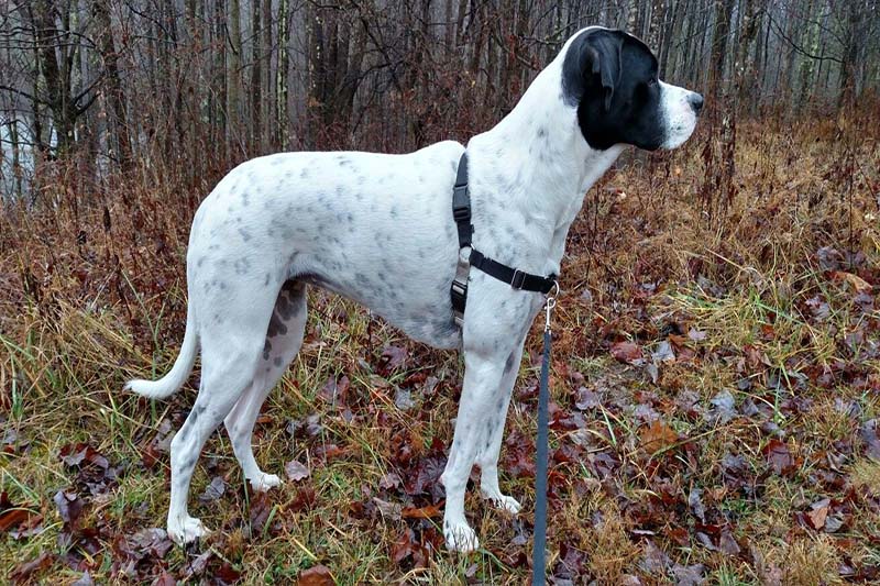 Newfoundland Boxer Mix