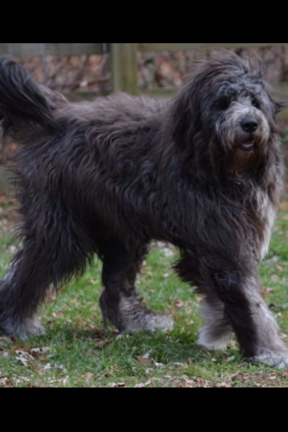 Newfoundland Komondor Mix