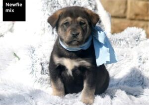 alaskan malamute newfoundland mix