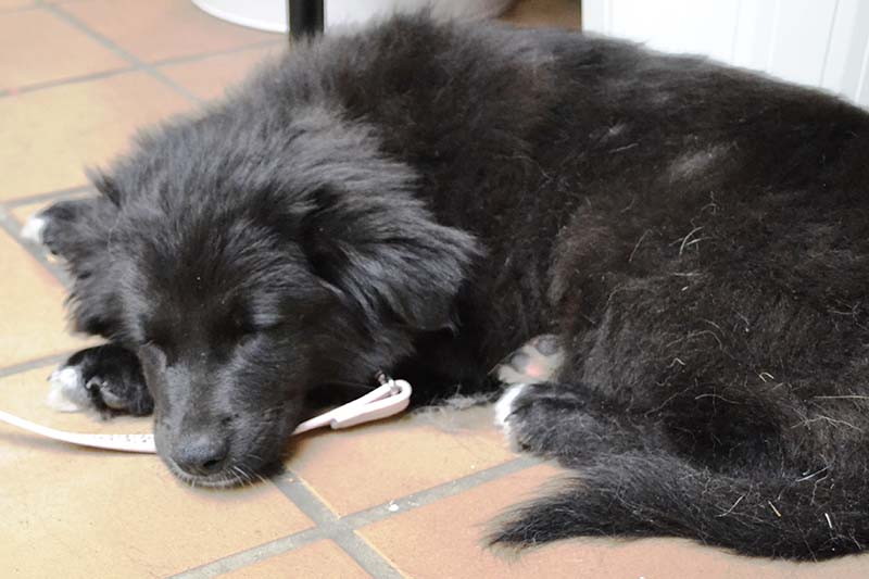 border collie newfoundland mix