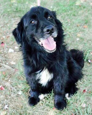 border newfie