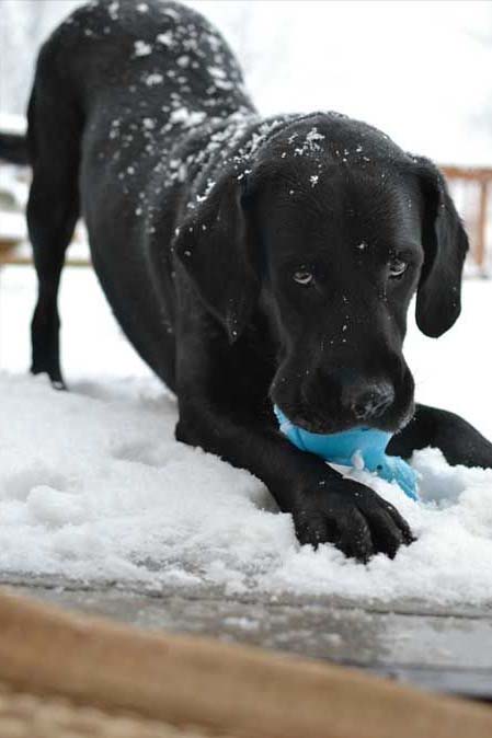 lab newfie mix