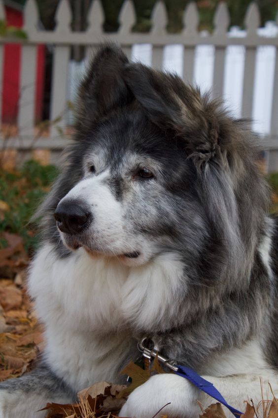 malamute newfoundland mix